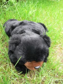 TY 32 Bär schwarz mit brauner Schnauze liegend ca.48 cm